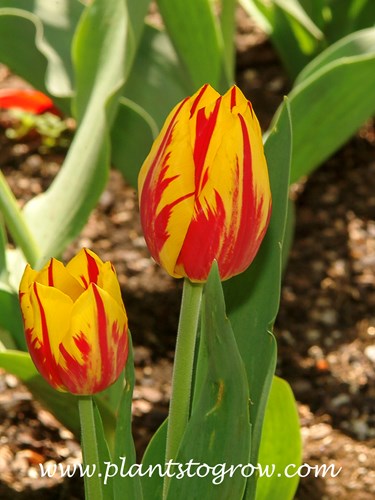 Mickey Mouse Tulip
(early May)
